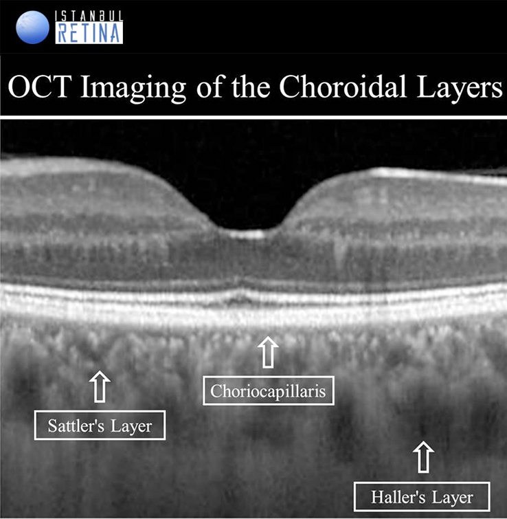 retinal layers oct